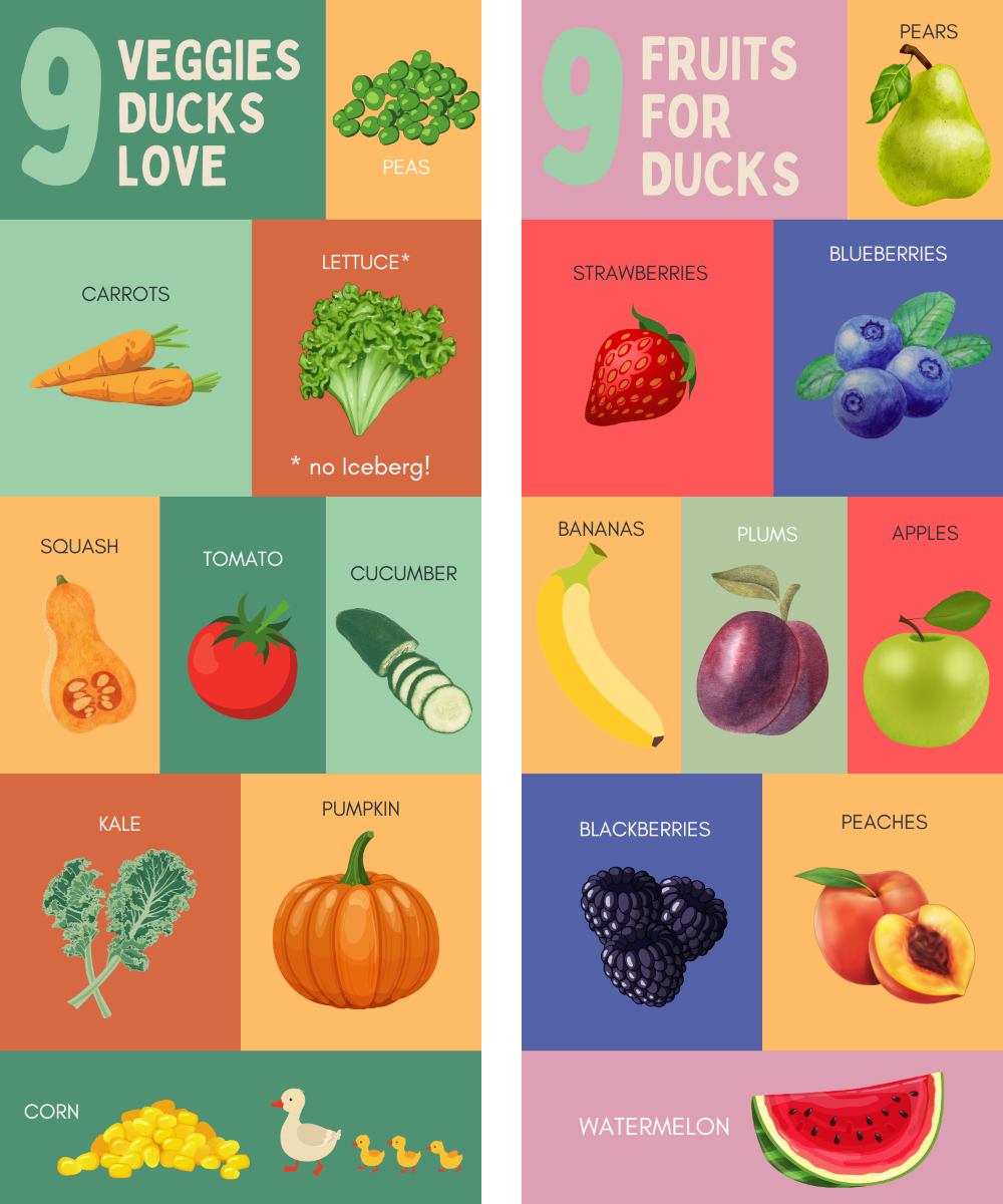 Chart of what fruits and Vegetables ducks can eat.